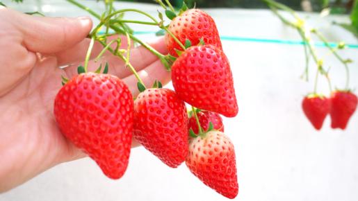 <Web割対象商品>【キングツアーバス旅】富士と桜の競演♪「岩本山の桜」と「富士山本宮浅間大社」 生&釜揚げしらす&桜海老の駿河3色丼 きらぴ香★いちご狩り♪〔聖蹟桜ヶ丘・京王八王子発〕3